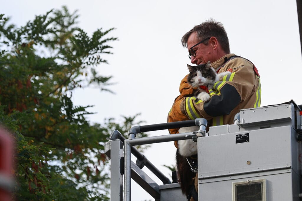 Brandweer bevrijdt kat na nacht in boom in Verzetstrijdersbuurt