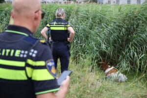 Wandelaar ontdekt koe in sloot Derde Wereldpad