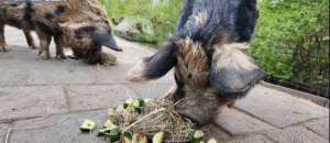 Kinderboerderij Tanthof viert feest met jarige tweelingvarkens