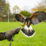 Jasper laat elke dag roofvogel Henk uit in park: ‘Waarom zou hij wegvliegen?’