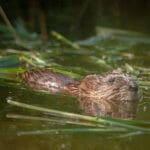 Aantal gevangen muskusratten in Delfland gedaald, landelijk aantal gestegen