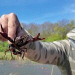 Hoogheemraadschap Delfland start met grootschalig vangen Amerikaanse rivierkreeften