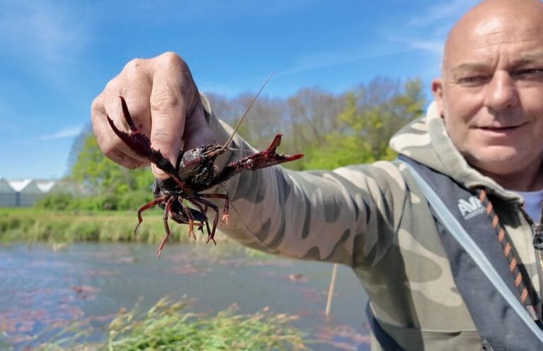 Hoogheemraadschap Delfland start met grootschalig vangen Amerikaanse rivierkreeften