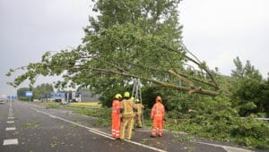 Grote boom waait om op snelweg A13: bijna een uur vertraging