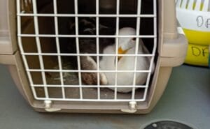 Dierenambulance redt vastzittende meeuw van zesde etage