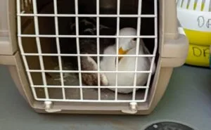 Dierenambulance redt vastzittende meeuw van zesde etage